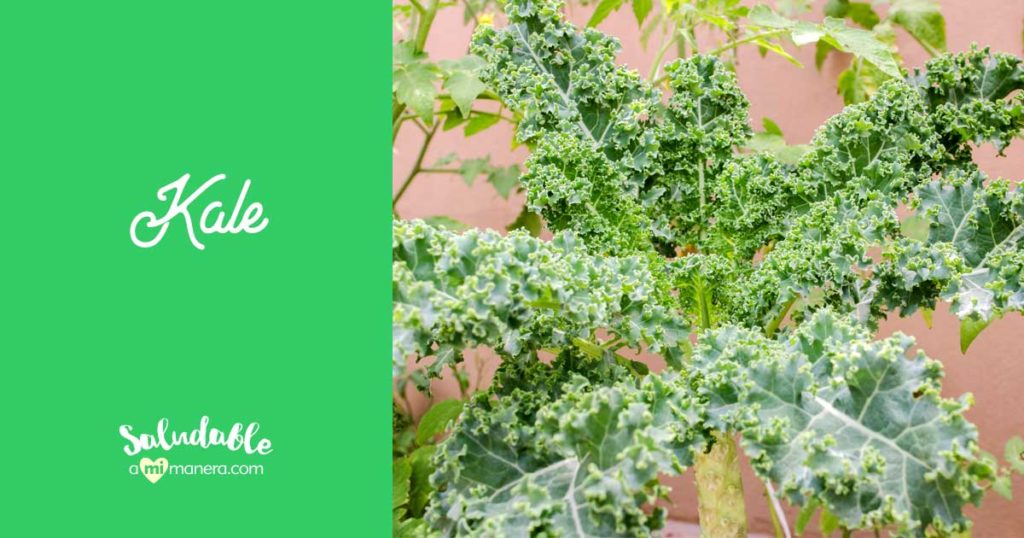 Kale, col rizada o berza: 10 beneficios nutricionales